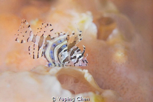 My Orange World/Lionfish(Juvenile)/Lembeh strait, Indones... by Yuping Chen 